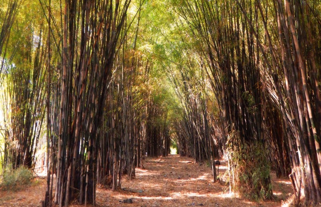 Sfidn Fits | Blog | 7 Destinasi Wisata Hutan Bambu Yang Sangat Instagenic Di Indonesia