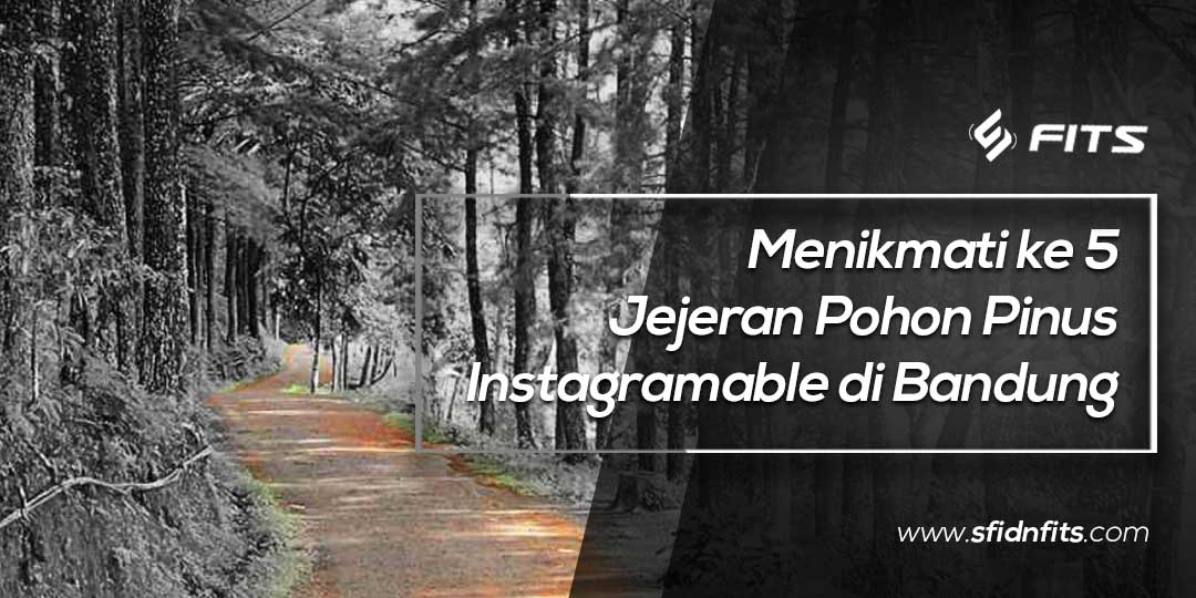 Sfidn Fits Blog Menikmati Ke 5 Jejeran Pohon Pinus