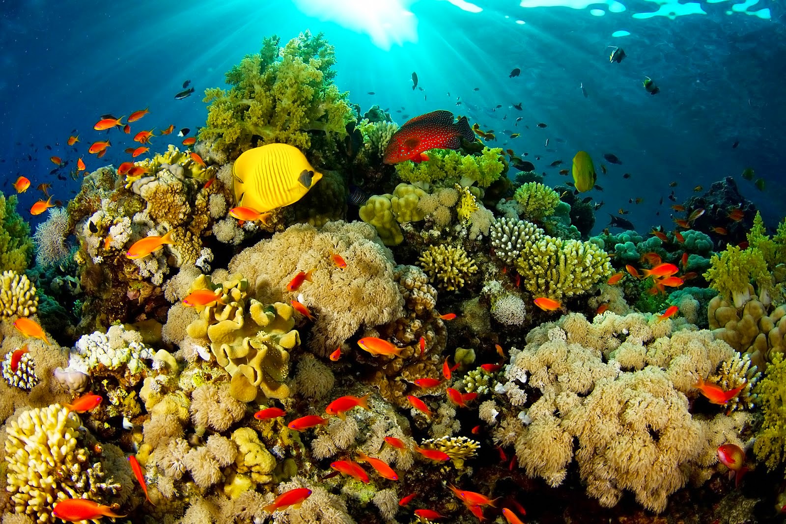 Sfidn Fits Blog 5 Taman Laut Di Indonesia Yang Indah Dan