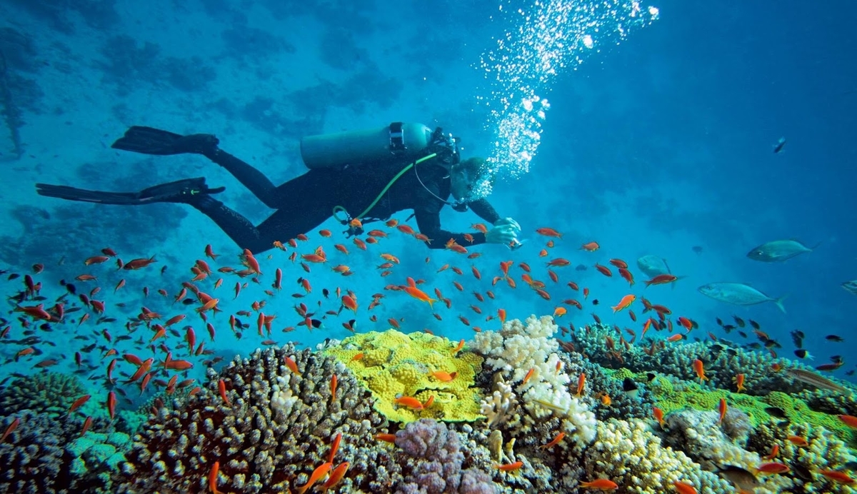 Sfidn Fits Blog 5 Taman Laut Di Indonesia Yang Indah Dan